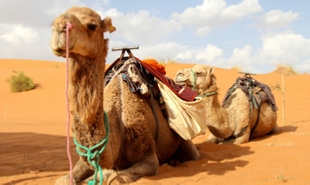private 5 Day tour from Fes to Merzouga and Marrakech,4,5,6 days Fes to Sahara desert tour private 5 Day tour from Fes to Merzouga and Marrakech,4,5,6 days Fes to Sahara desert tour