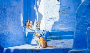 private 2 days tour from Fes to Chefchaouen,2 days Rif mountain excursion from Fes private 2 days tour from Fes to Chefchaouen,2 days Rif mountain excursion from Fes